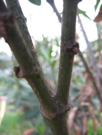 Das Bild zeigt einen Oleander mit dem Schadbild Oleanderkrebs